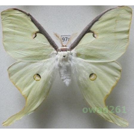 Actias luna (Linnaeus, 1758) male ex. ovo USA 88mm97a